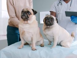 pumpkin vs pets best insurance