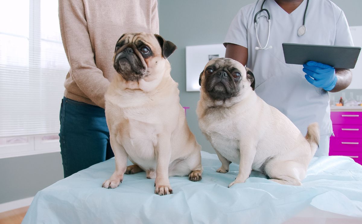 Featured image for pumpkin vs pets best insurance