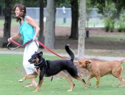 best pet insurance in rhode island