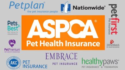 Content image for pet best dog insurance