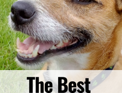 pet’s best health insurance