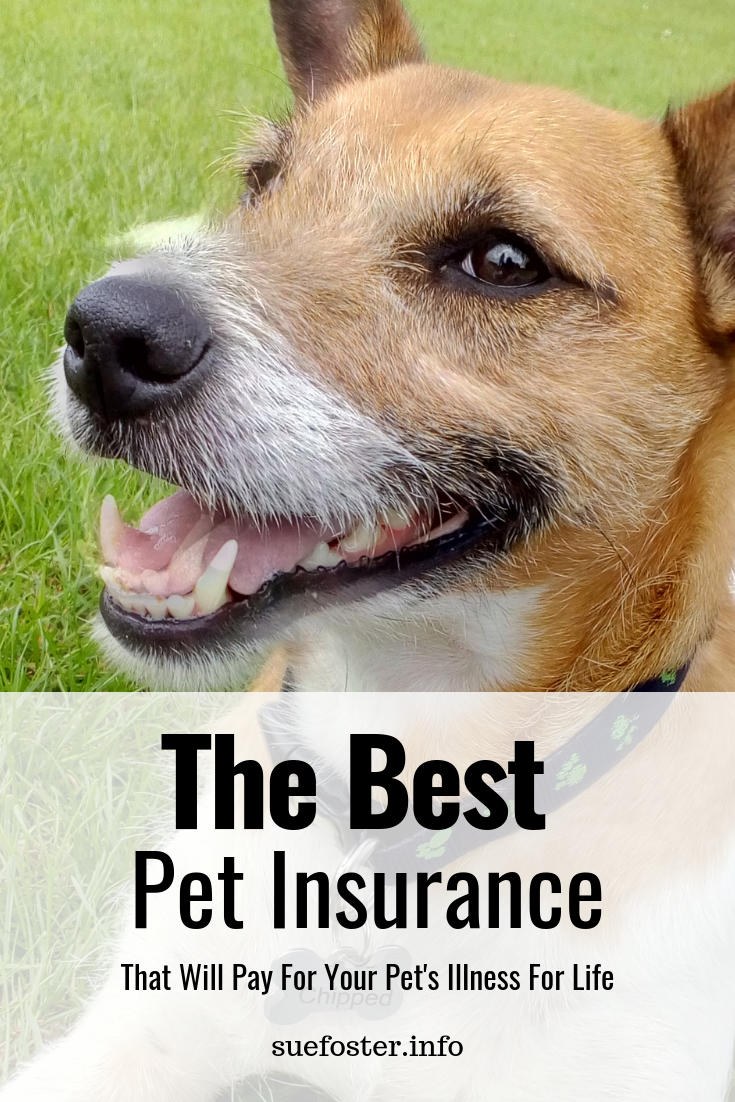 Featured image for pet's best health insurance
