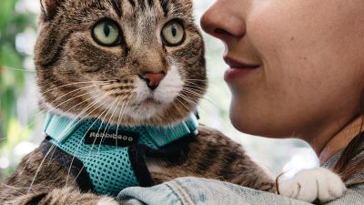 Content image for petsbest cat insurance